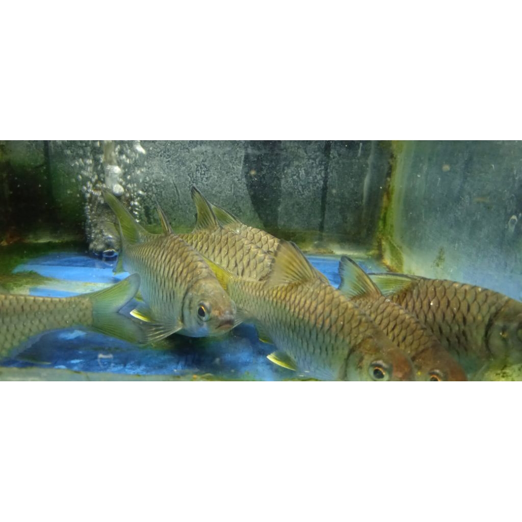 Paket 2ekor Mystacoleucus obtusirostris/wader kepek 10-13cm