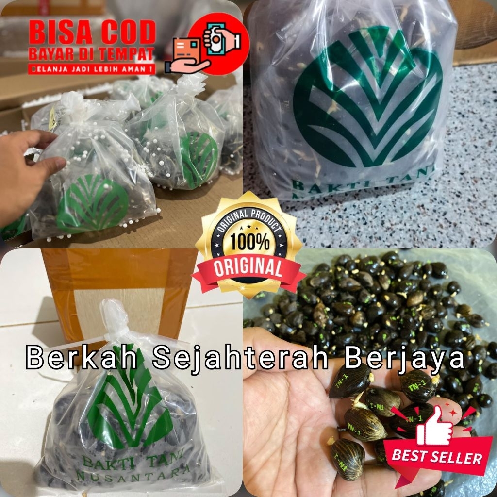 bibit unggul kecambah sawit Tani nusa 1(TN-1)