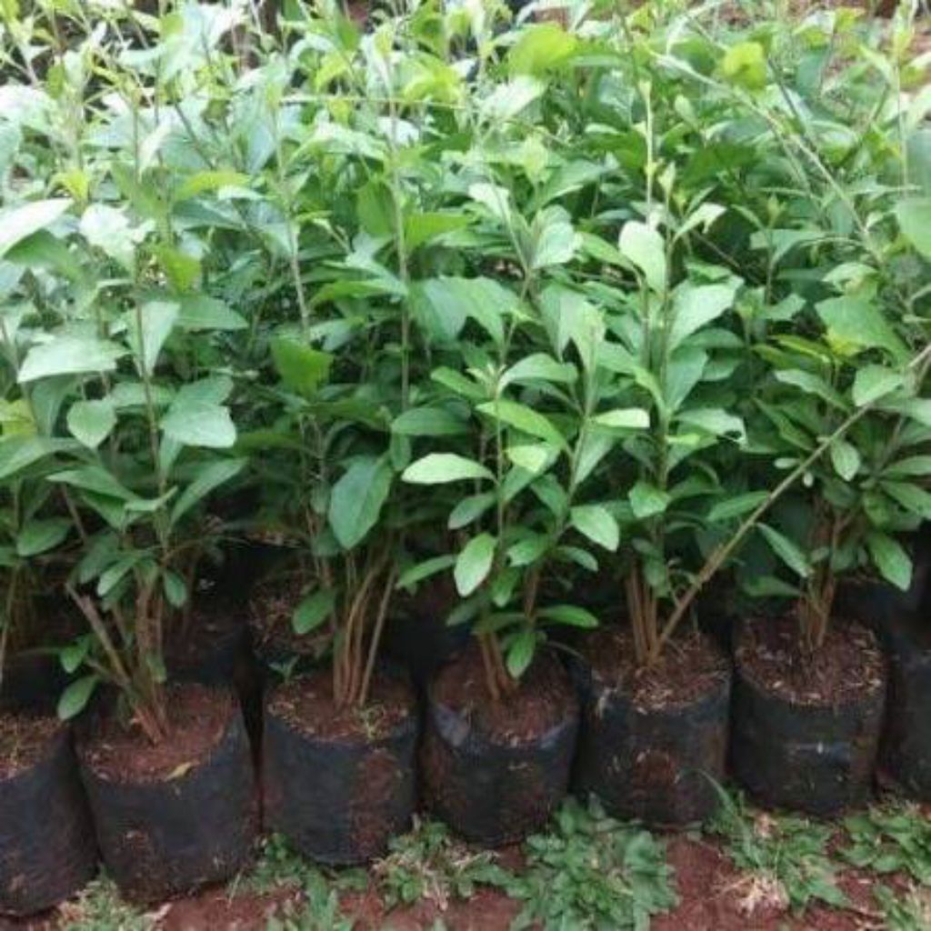 Pohon teh-tehan// Tanaman pagar teh-tehan