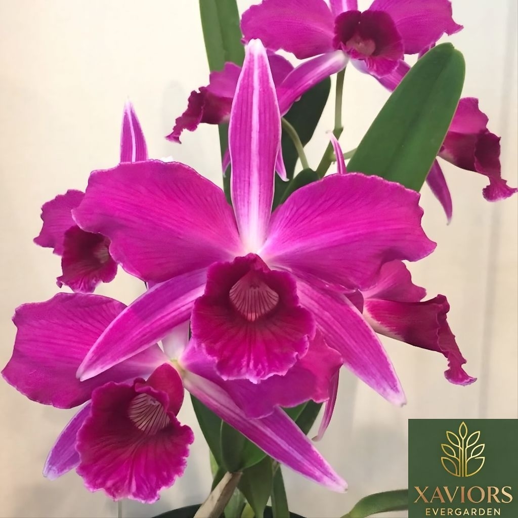 Anggrek Dendrobium Cattleya (Laelia) purpurata var. sanguinea parfumata