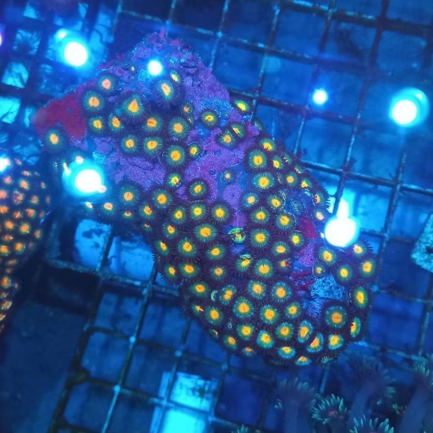 zoa koloni WYSIWYG 04