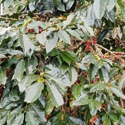 100 pohon bibit kopi arabica sigararutang bibit kopi cabut ciwidey