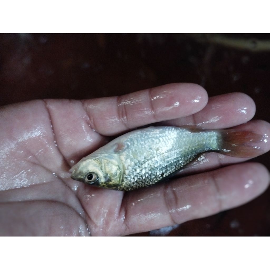 bibit ikan mas hitam ukuran 1 jari