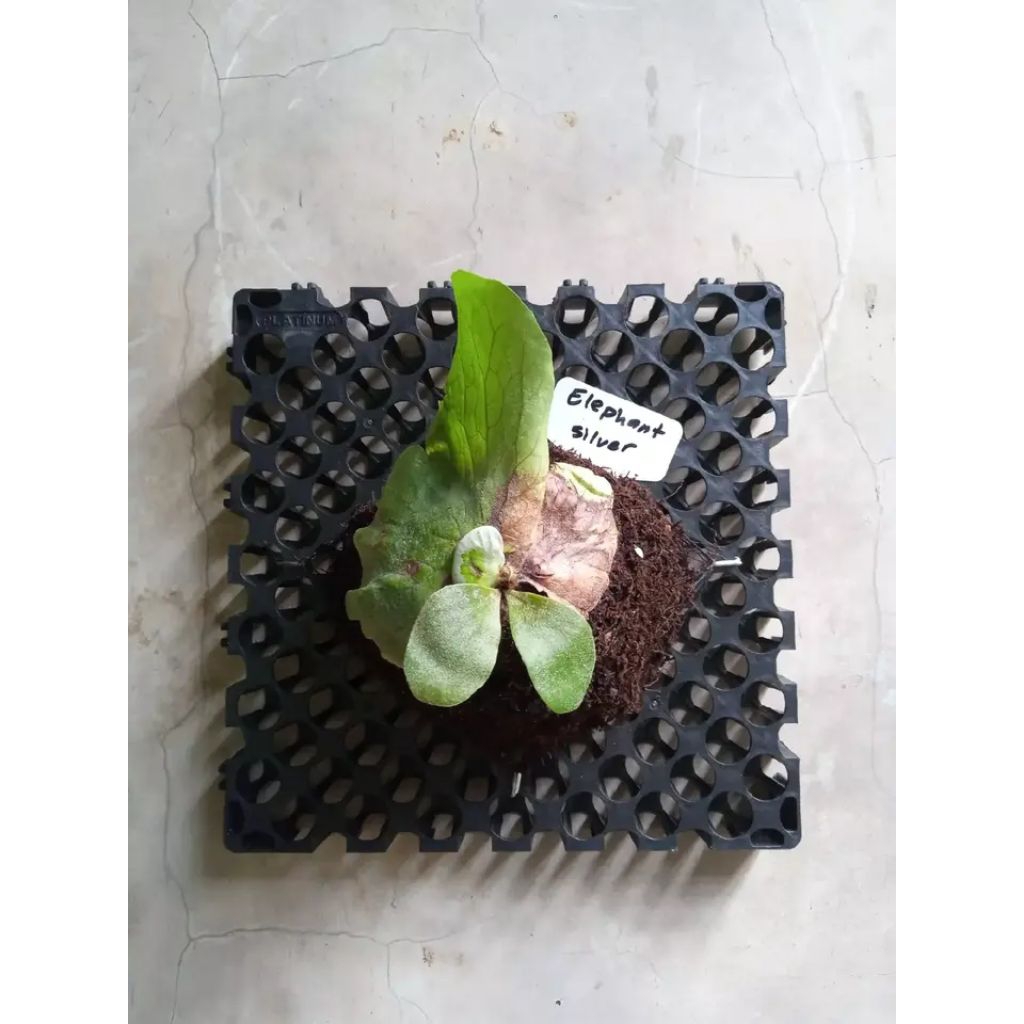 platycerium elephantotis silver / angoles dc 25x25cm siap pajang