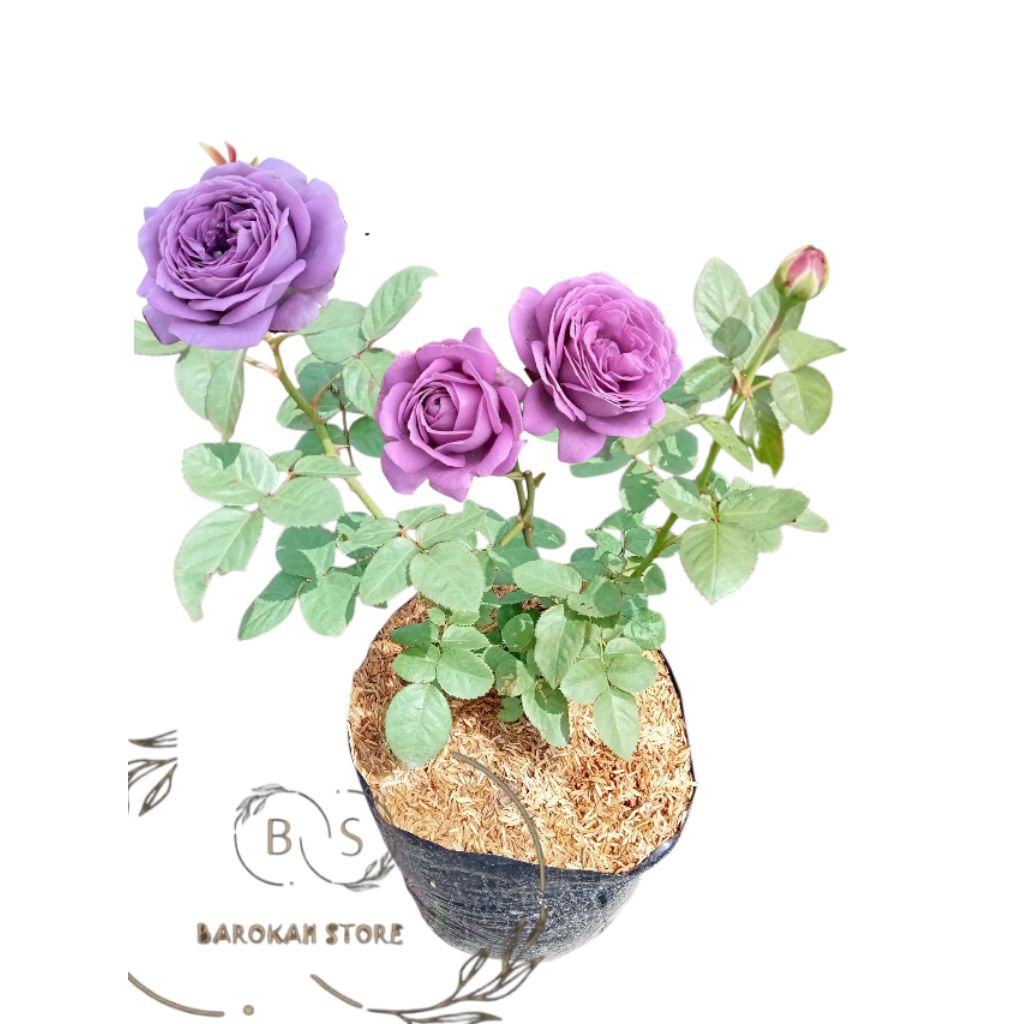 Mawar import ungu kendablue dewasa murah - Tanaman mawar ungu