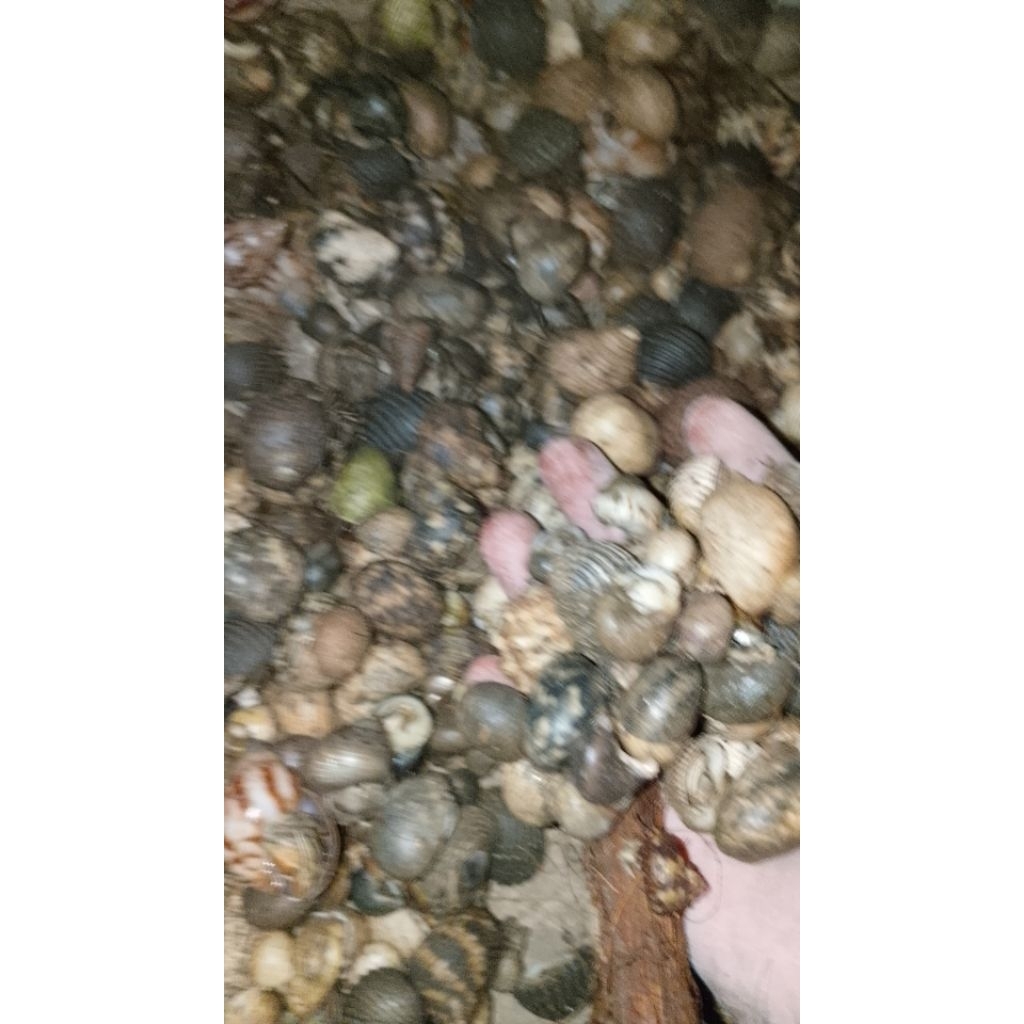 kelomang hidup kecil besar 1kg