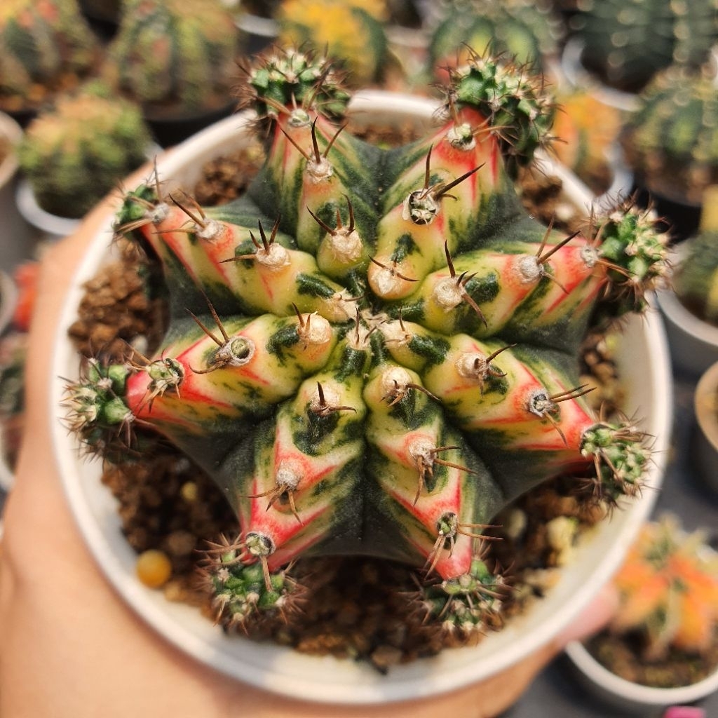 Gymnocalycium Multicolour Cluster Gymno Multicolor Big Size