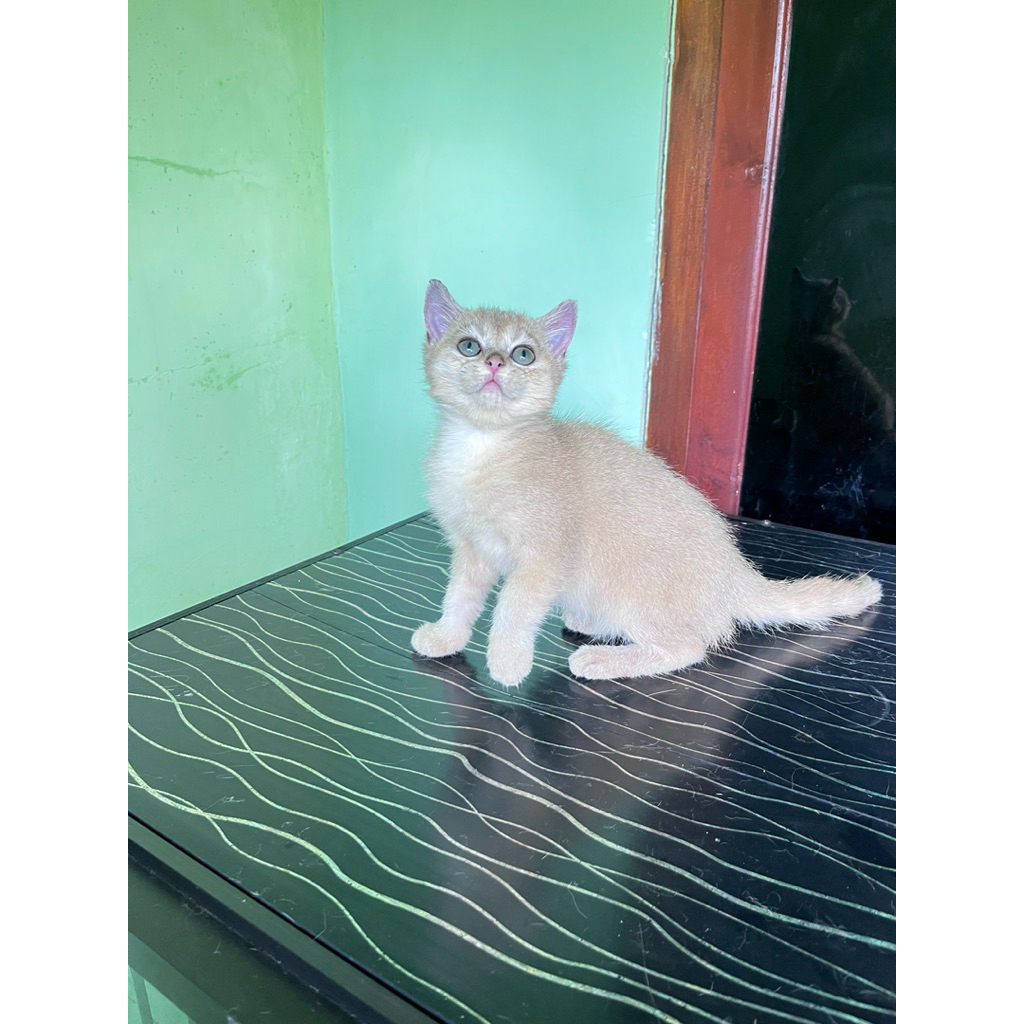 kucing british short hair golden