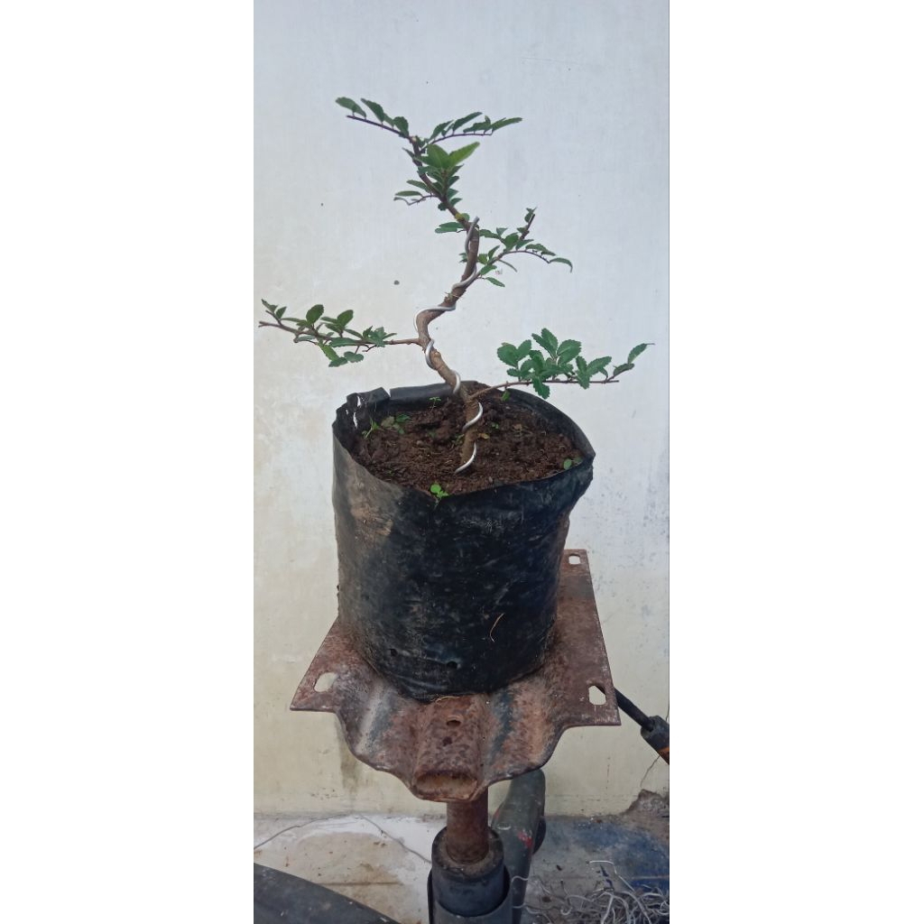 Bahan Bonsai ulmus