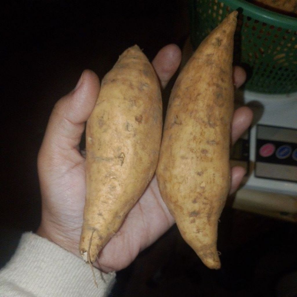 Ubi/telo madu cilembu fresh 1kg isi 6-8 biji