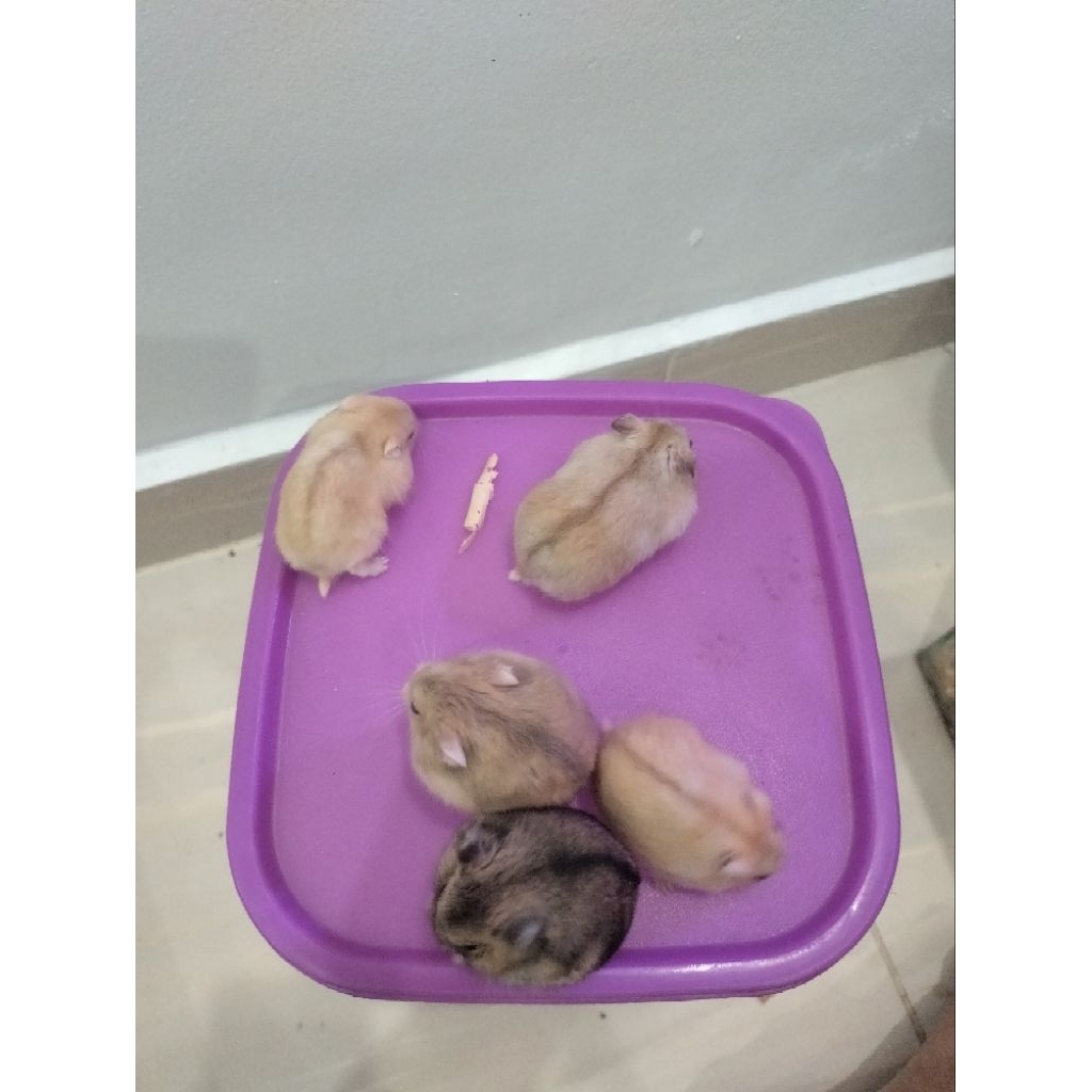 Hamster Winter White tidak suka mengigit hamster lucu murah anakan dewasa siap kawin golden tiger