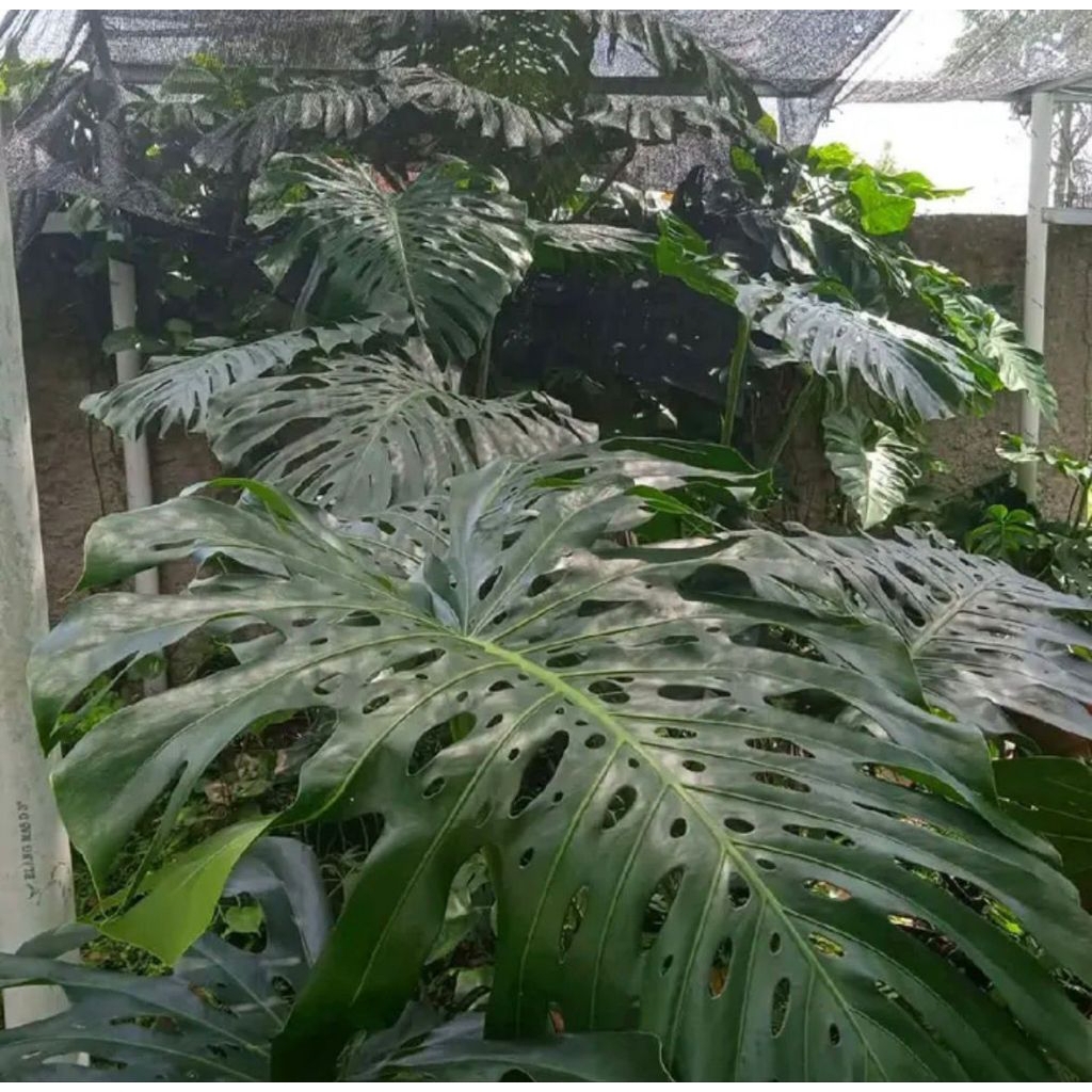 Tanaman Hias Monstera King Deliciosa King Jumbo - Monstera King