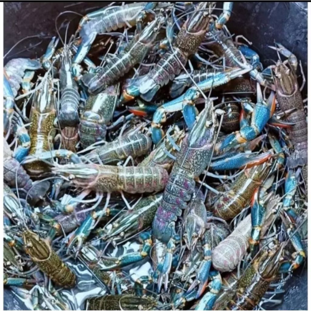 bibit lobster air tawar rmja size 4-6cm.jminan hidup