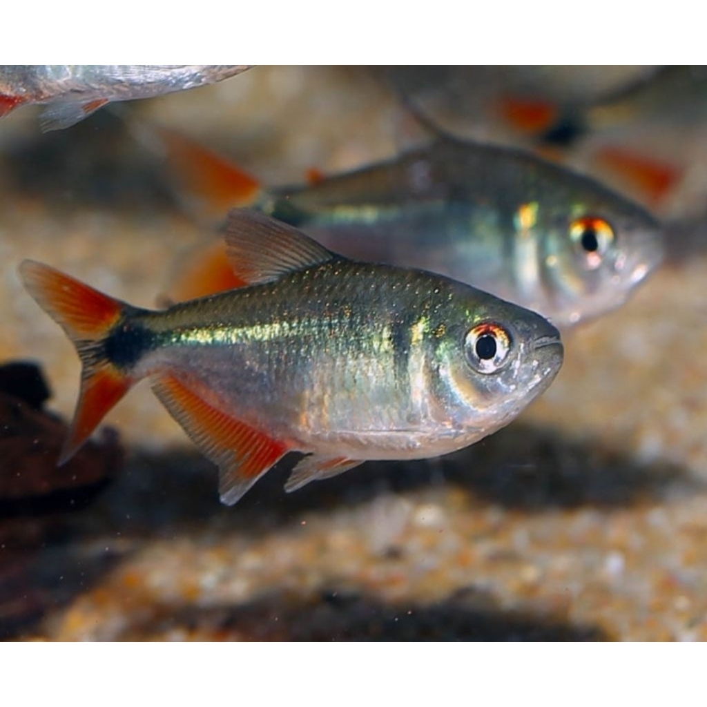 Hiasan Aquarium Buenos Aires Tetra Black Buenos Aires Hiasan Aquascape |Ikan Hias Bozz Louhan Pekanb
