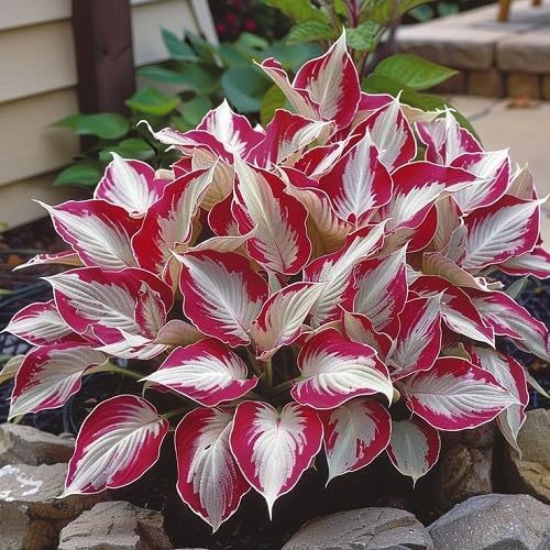 Biji  Daun Hosta Blanco Rojo Isi 100 Butir  Unggul Kemasan Repack Import Z166