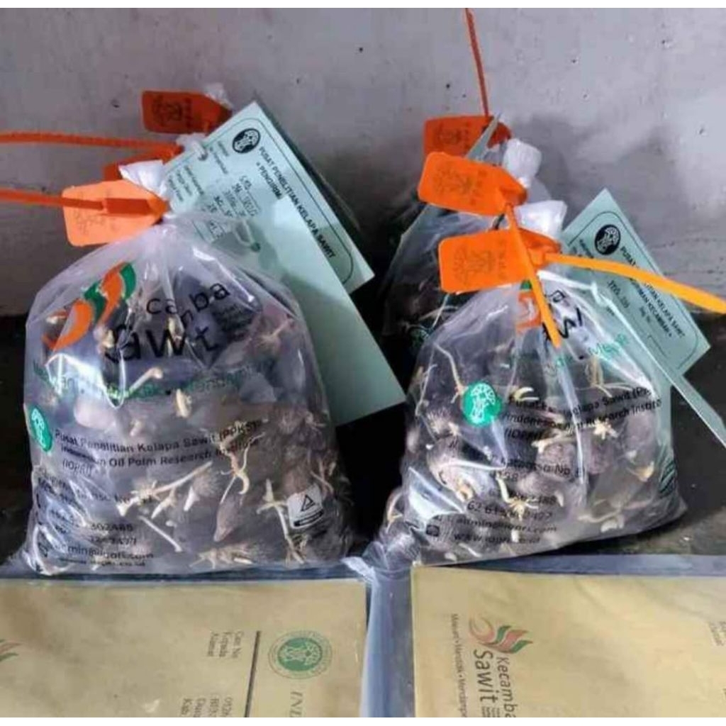 Benih Biji kecambah sawit Ppks Dura