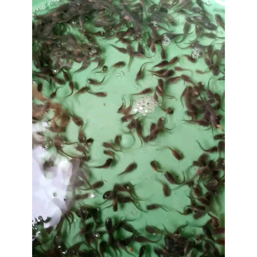 Bibit ikan lele ukuran 2-3cm paketan isi 100