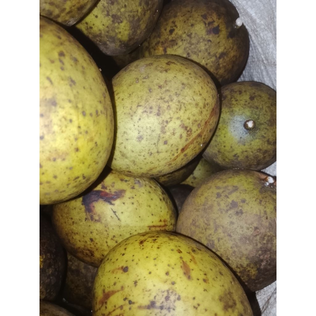 buah pakel Limus/buah bacang segar
