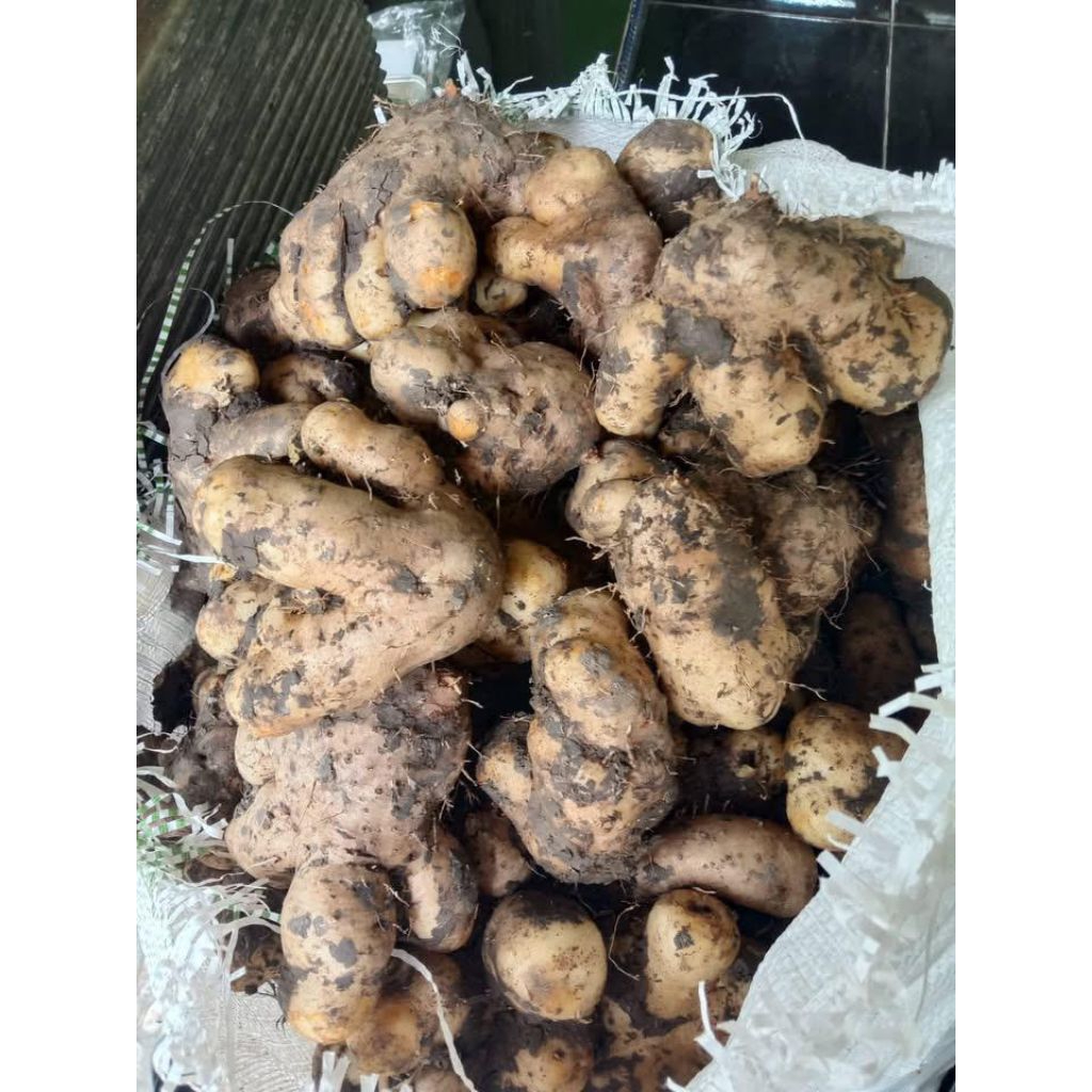 Gembili/Umbi Gembili