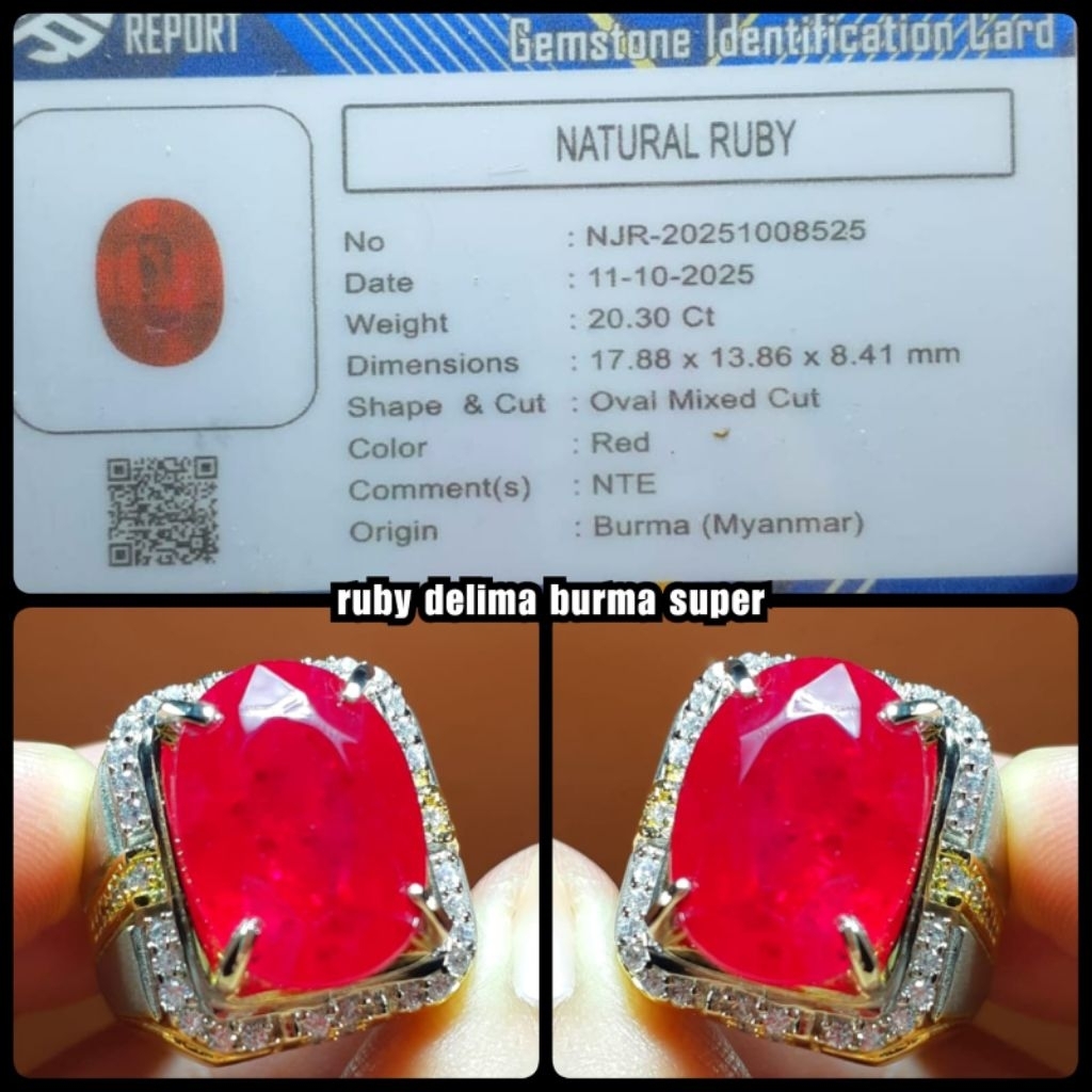 permata Ruby Burma super jumbo HQ pigeon ya
