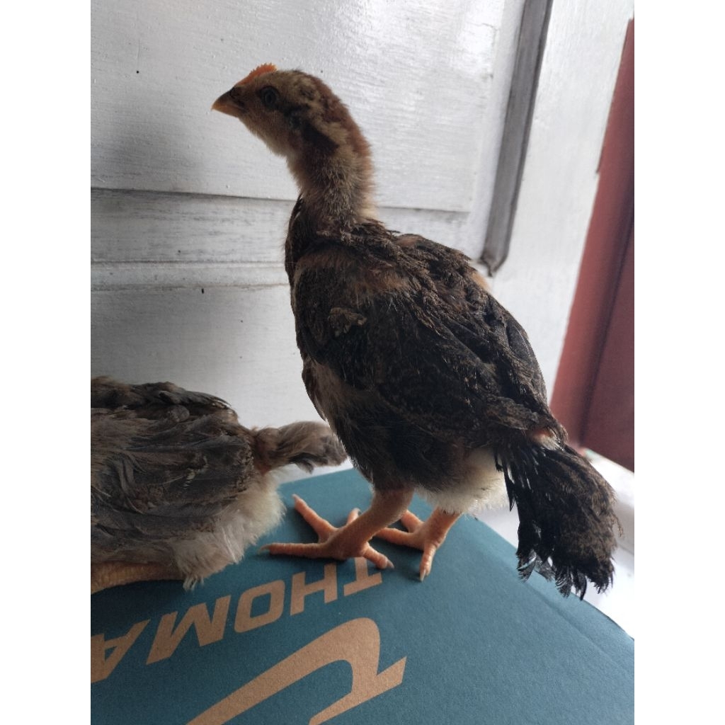 Anak ayam Bangkok umur 3 minggu S/d  1 bulan ( khusus dalam kota Siak )
