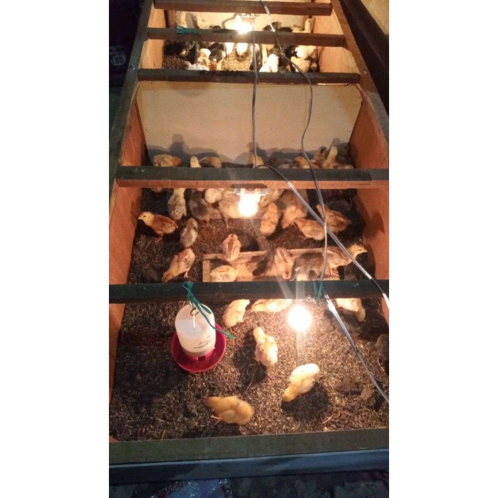 DOC anak Ayam Elba Petelur Usia 1-14 hari
