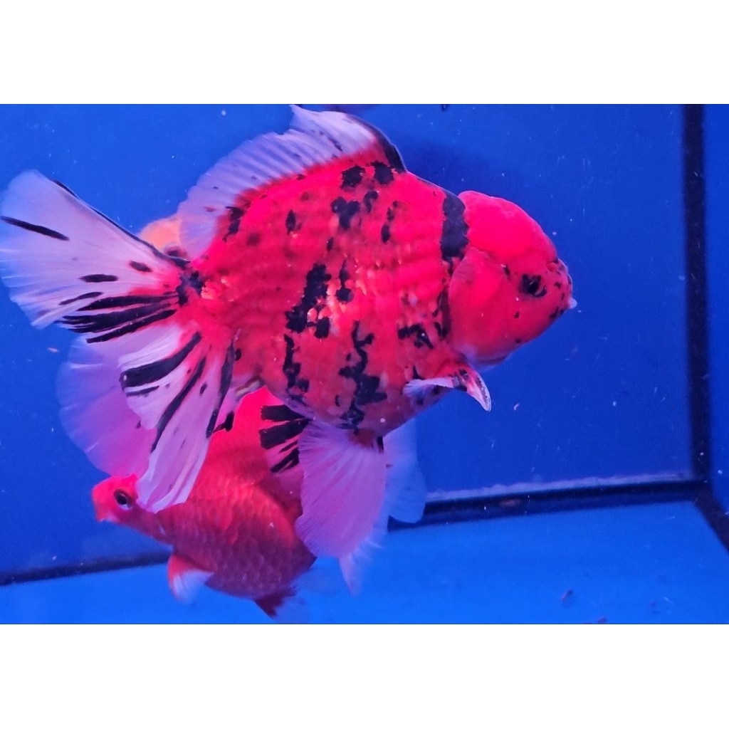 Ikan Mas Koki Oranda