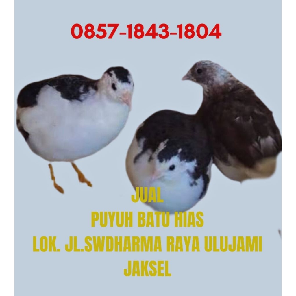 puyuh hias batu aviary