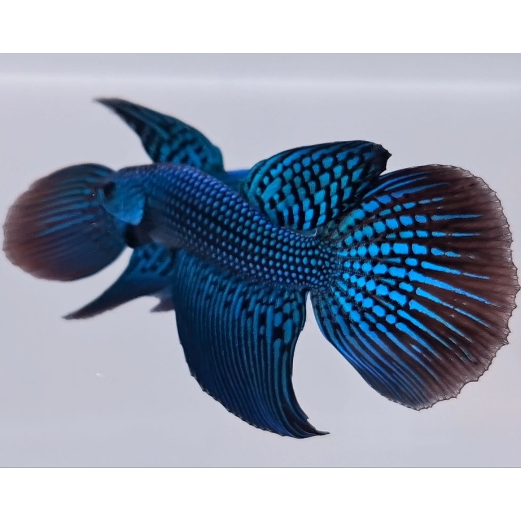 Wild Betta Alien Hybrid Green Long Fin Size M (RANDOM)