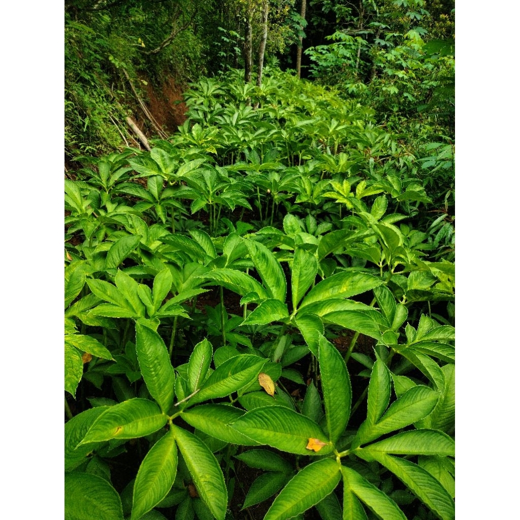 Sekam Bakar Media Tanam Organik 100% Asli