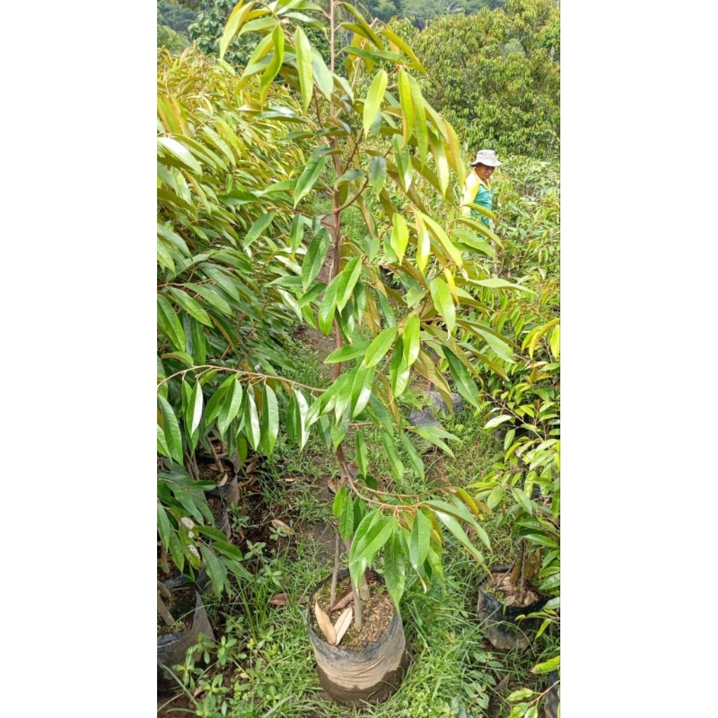 Bibit Durian Bawor Kaki 3 Polibag 50 Tinggi 2meter Siap Berbuah Banyak Rimbun Tinggi