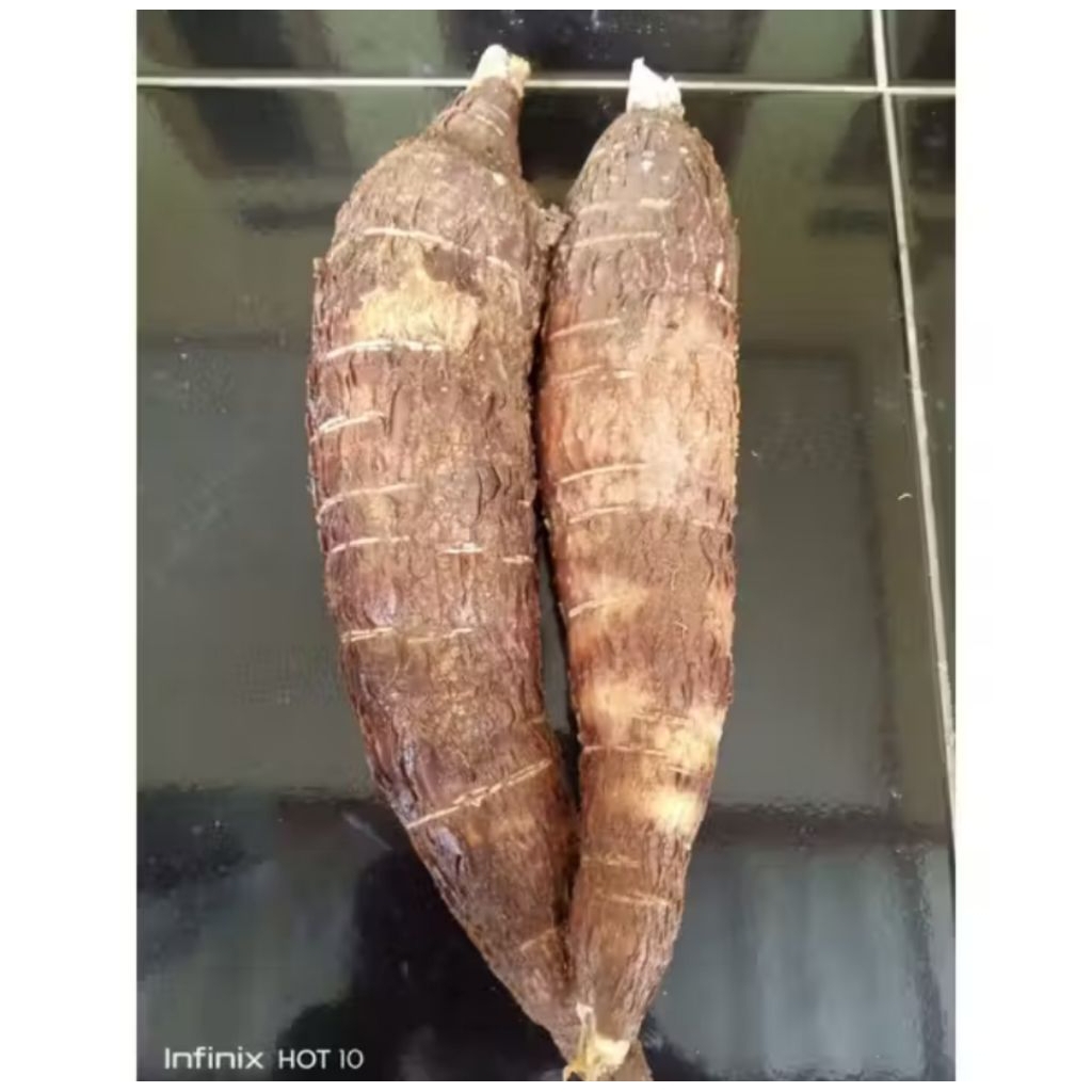 PROMO singkong racun - kerikil singkong  singkong racun anti kanker per 1 kg ORIGINAL OBAT HERBAL