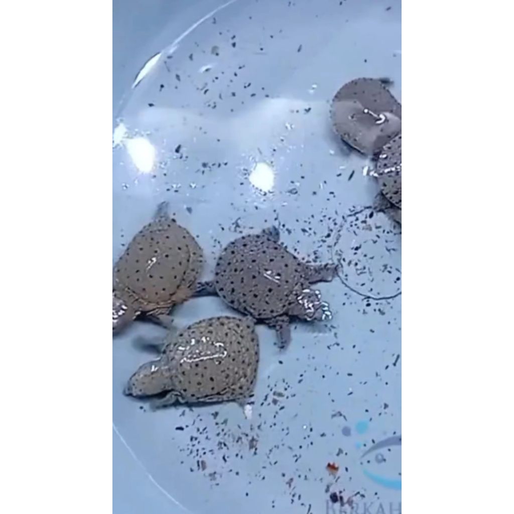 kura bulus pelo lincah aktif lucu