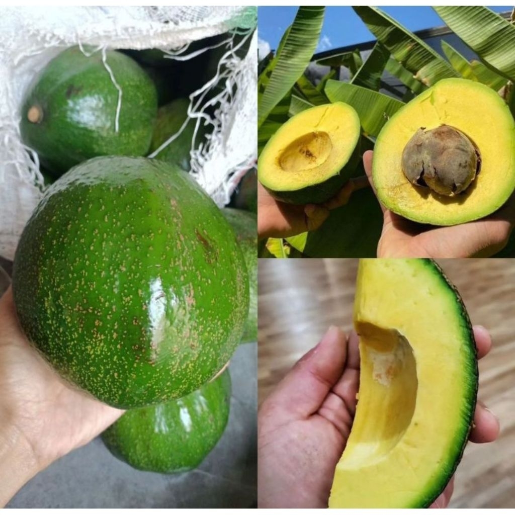 ALPUKAT MARKUS SUPER 1KG ISI 2 DIKIRIM MENTAH 4 HARI MATANG