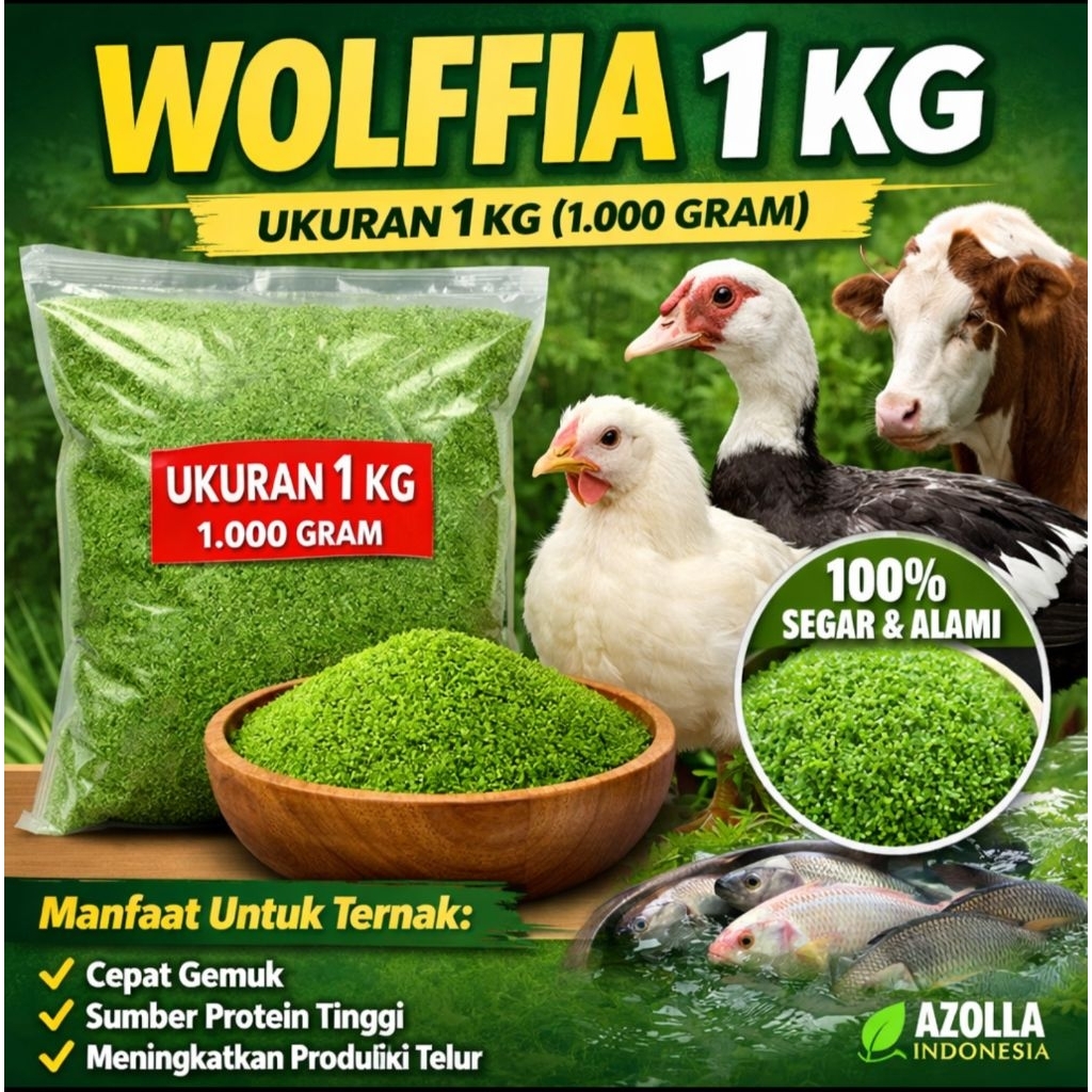 WOLFFIA 1 KG (PROMO TERMURAH SE-INDONESIA)

