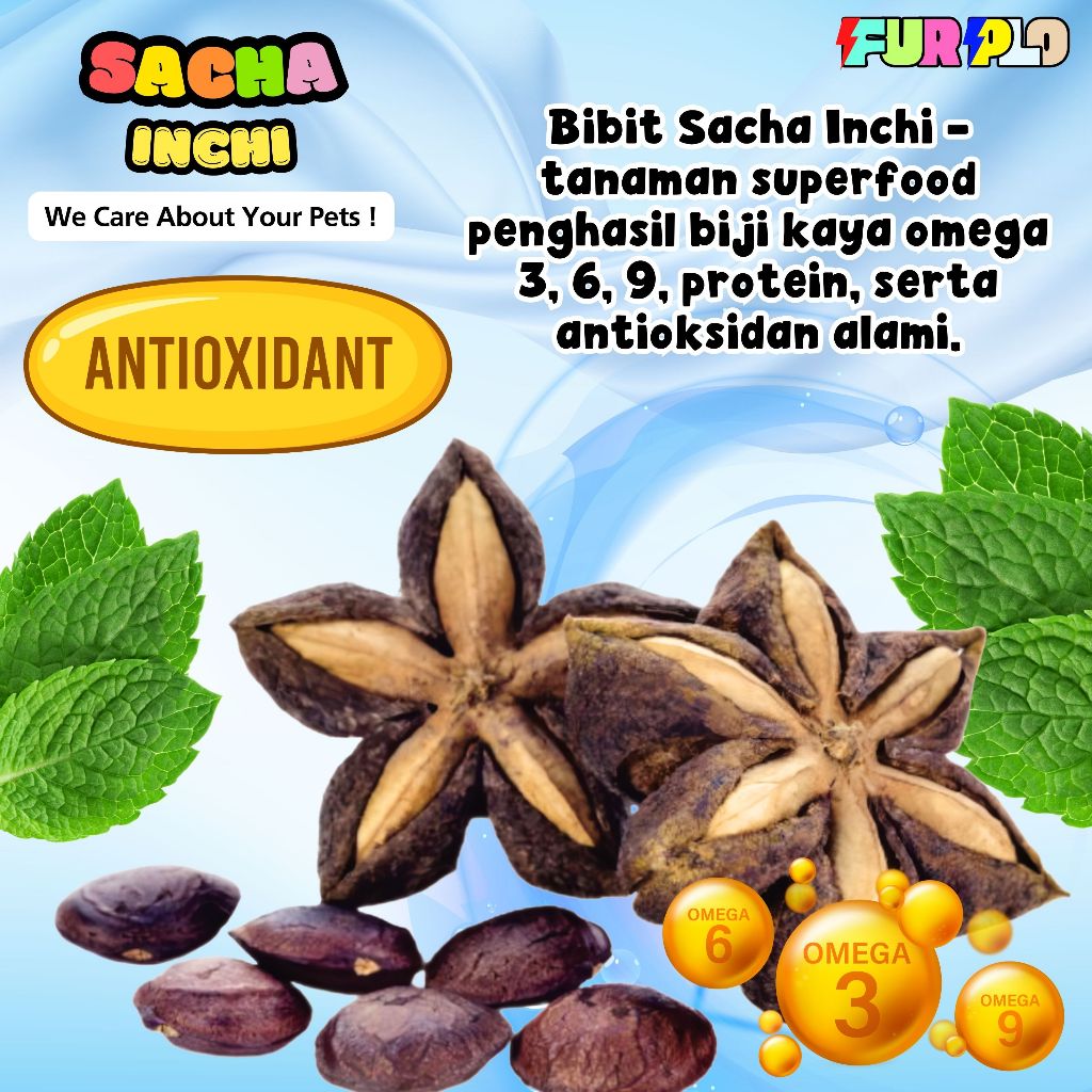 Bibit Sacha Inchi Organik Super Food Omega Kualitas Unggul Untuk Budidaya Premium FURPLO