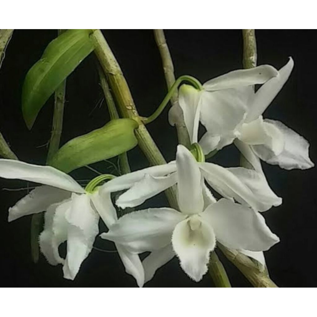 Anggrek Anosmum var Alba