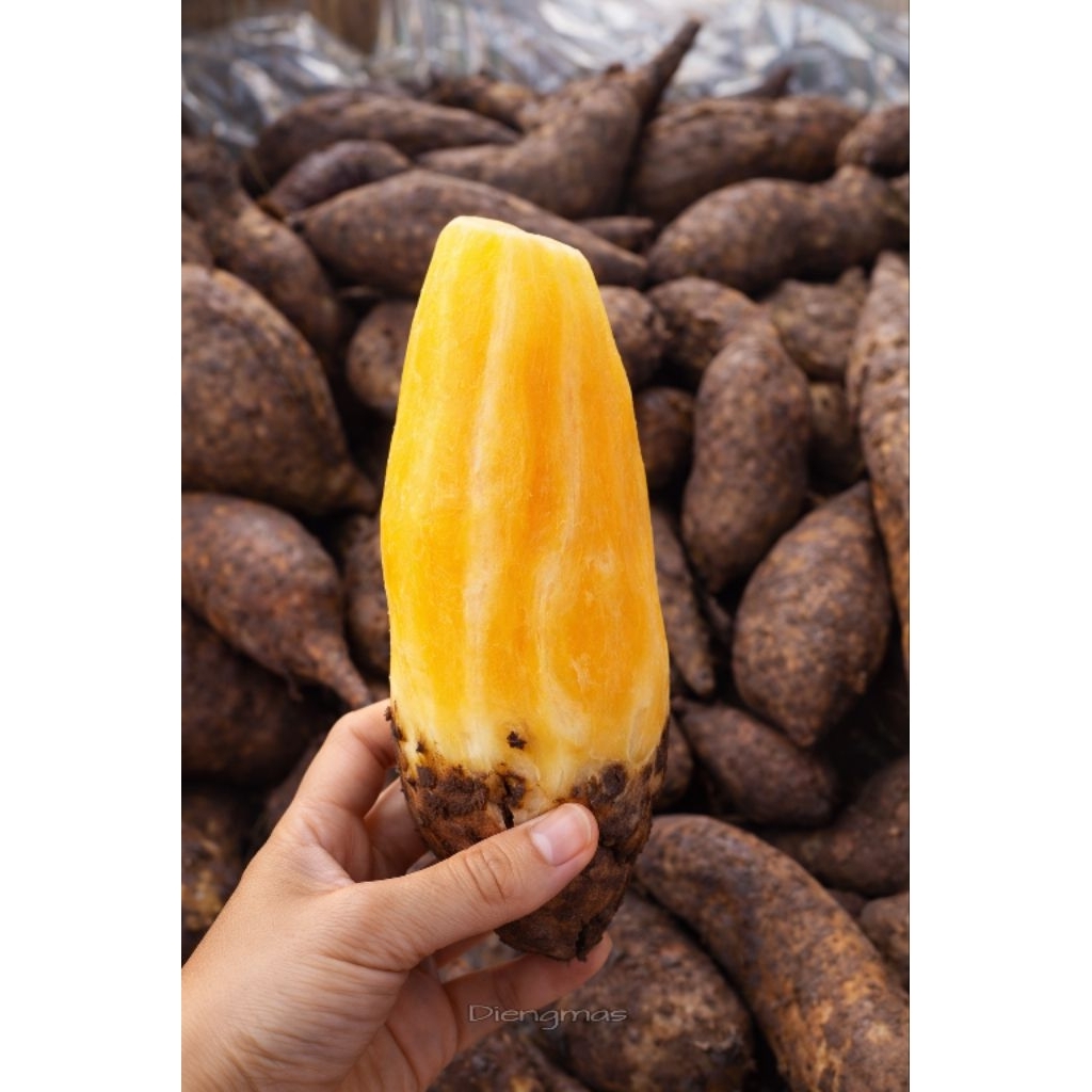Ubi Yakon Dieng Fresh Manis Alami