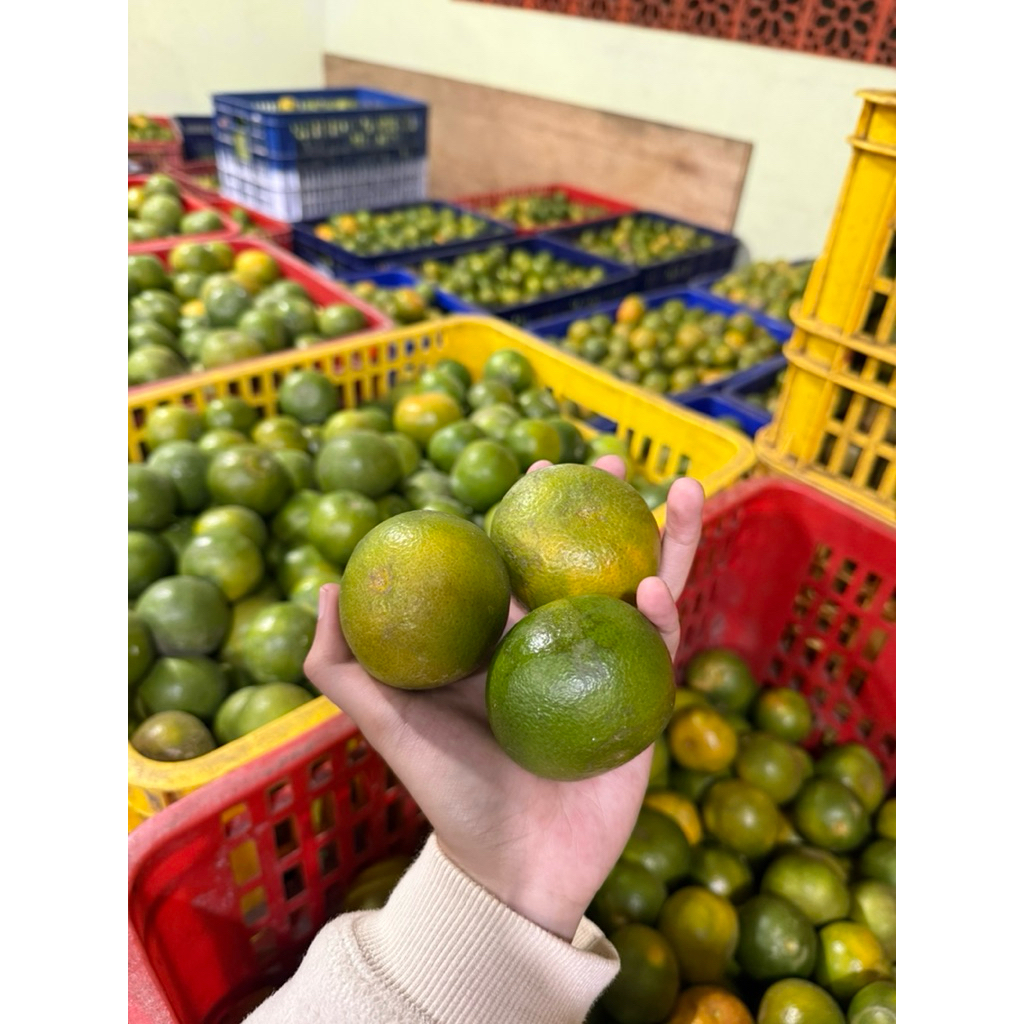 JERUK SIAM MADU MALANG UKURAN KECIL