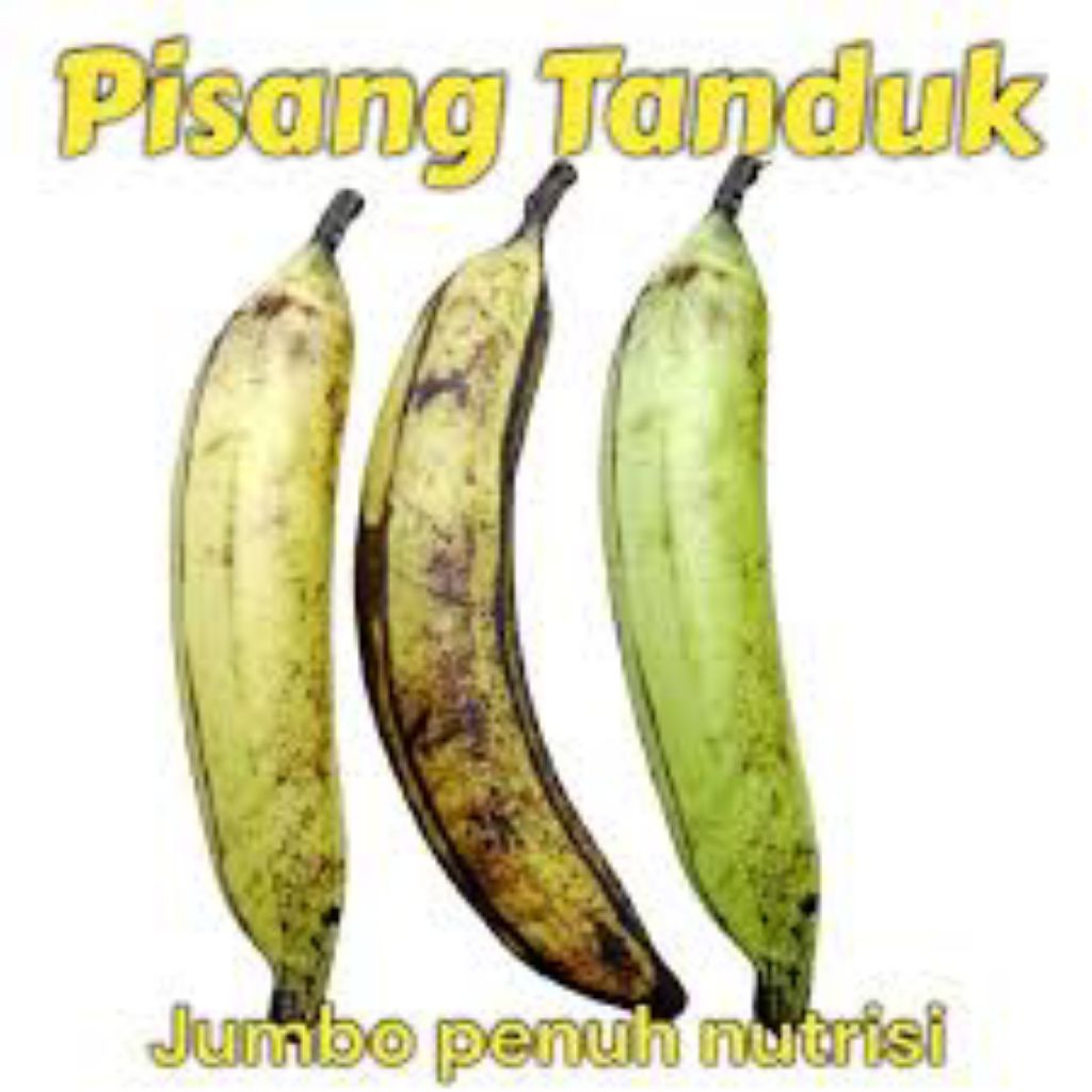Bibit Pisang Tanduk Madu Jumbo Bonggol Besar - Anakan Pisang Tanduk Madu Jumbo
