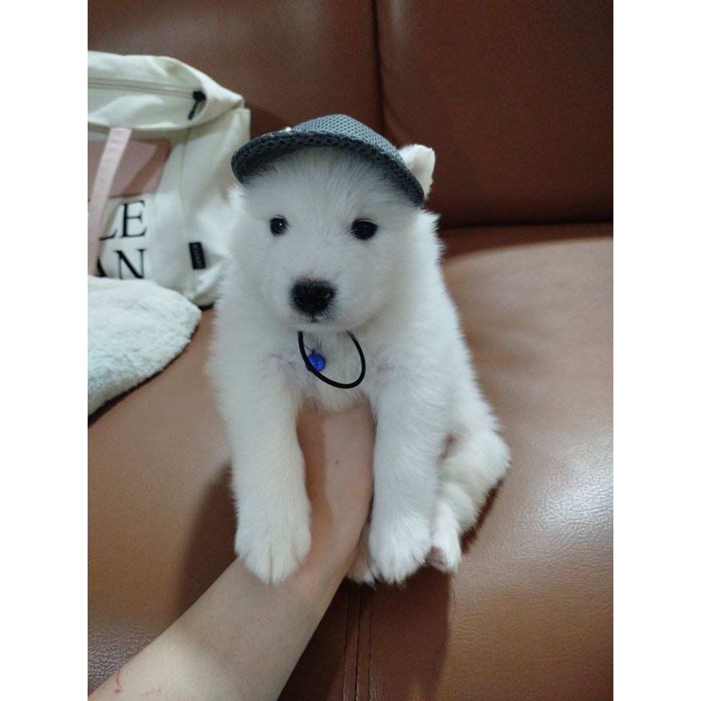 mainan samoyed puppy