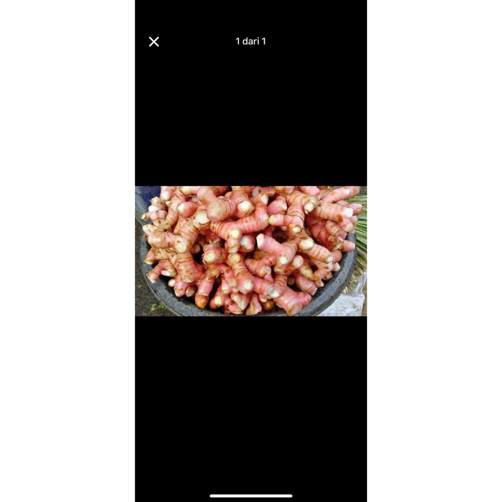 LAOS MERAH / LENGKUAS MERAH 1kg