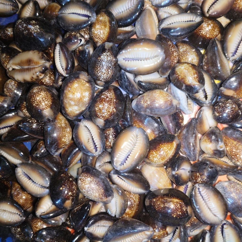 100gram - kuwuk hitam - Biji bekel - Biji congkak