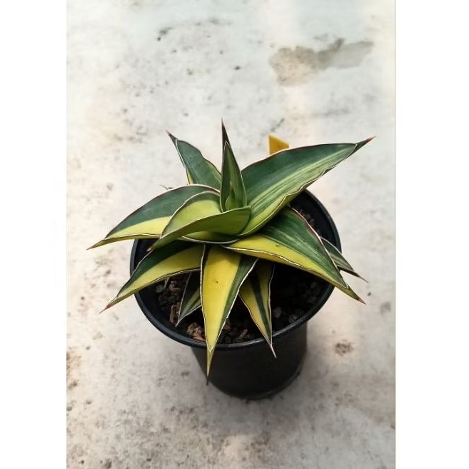 Sansevieria Lavranos Varigata