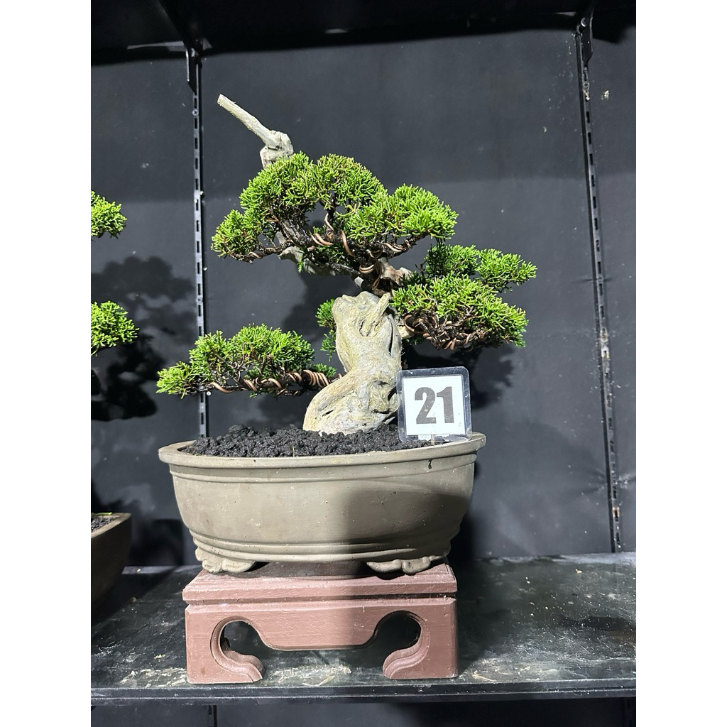 bonsai cemara sargenti tanuki