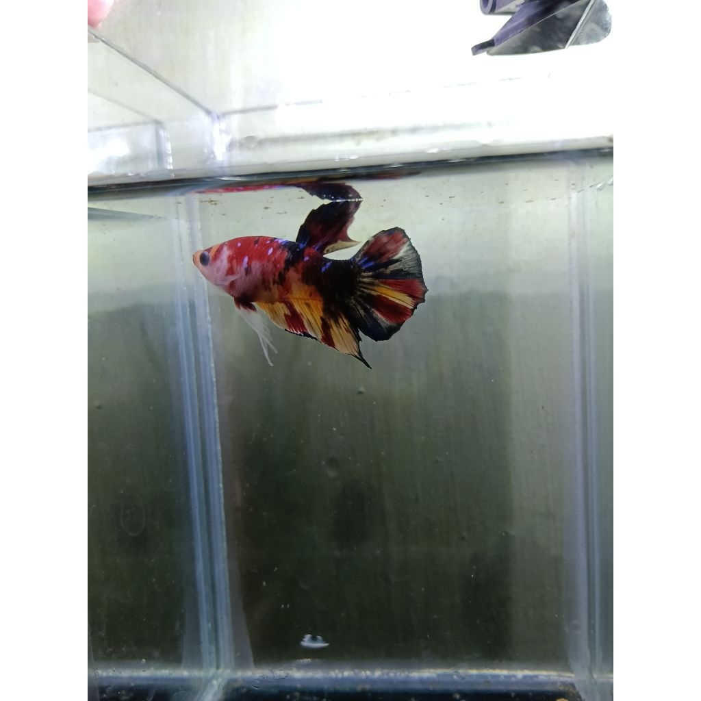 cupang plakat,hiasan rumah