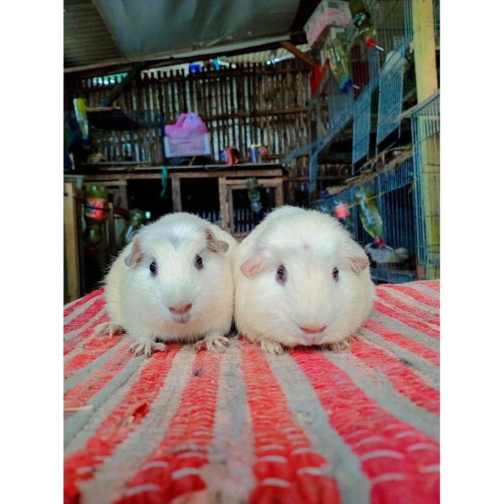 Sepasang Indukan Marmut American Crested