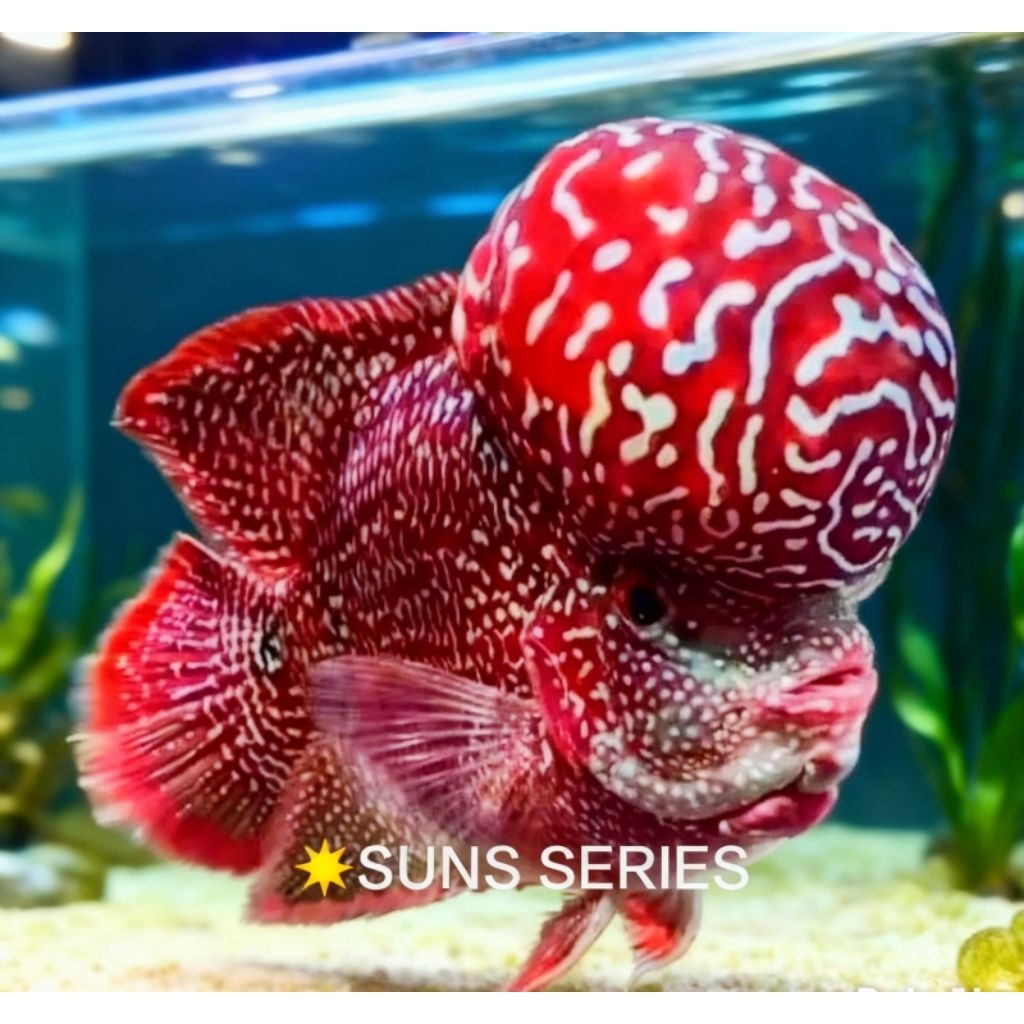 Burayak VIP Kamfa F2 Super Red Mongkol | Jantan