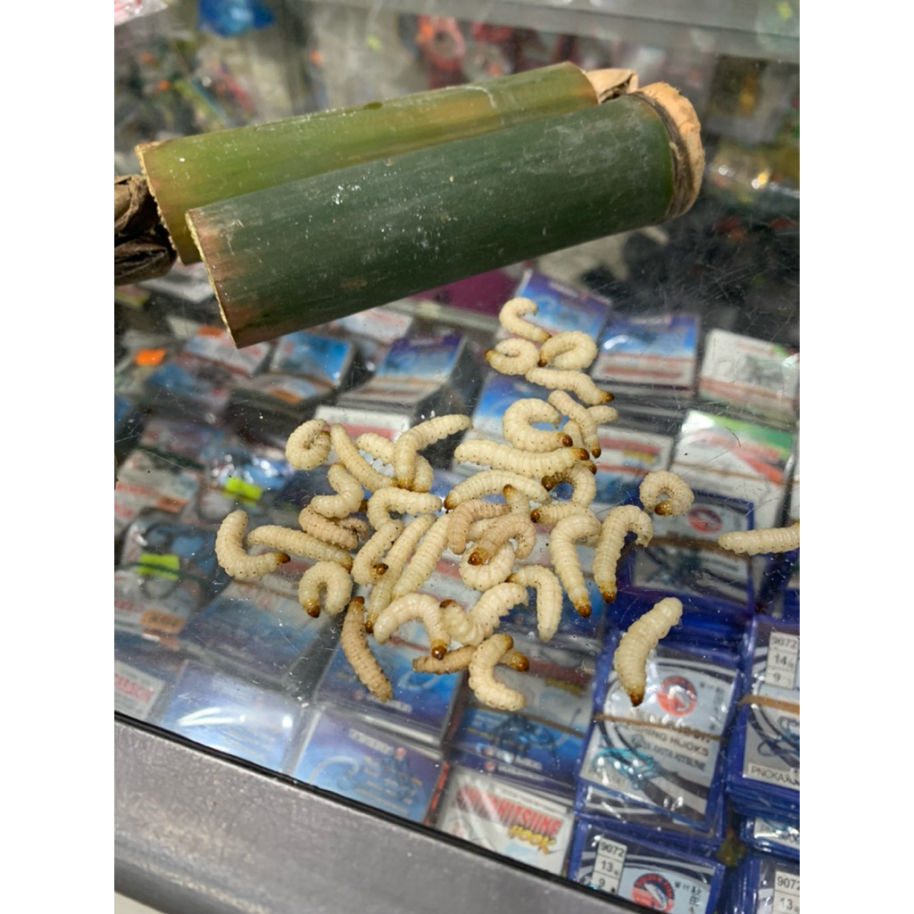 Ulat Bumbung/Ulat bambu/Umpan ikan betok/puyu/Ulat bambu murah