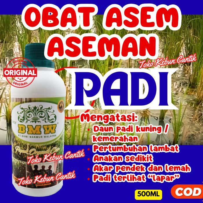 Pupuk Cair Padi Tadah Hujan | POC BMW Atasi Tanah Asam Rawa